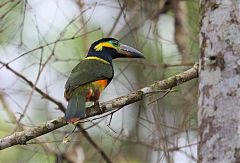 Golden-collared Toucanet